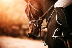 Portrait of a beautiful bay horse with a bridle on its muzzle and a rider in the saddle, which are illuminated by bright sunlight.
